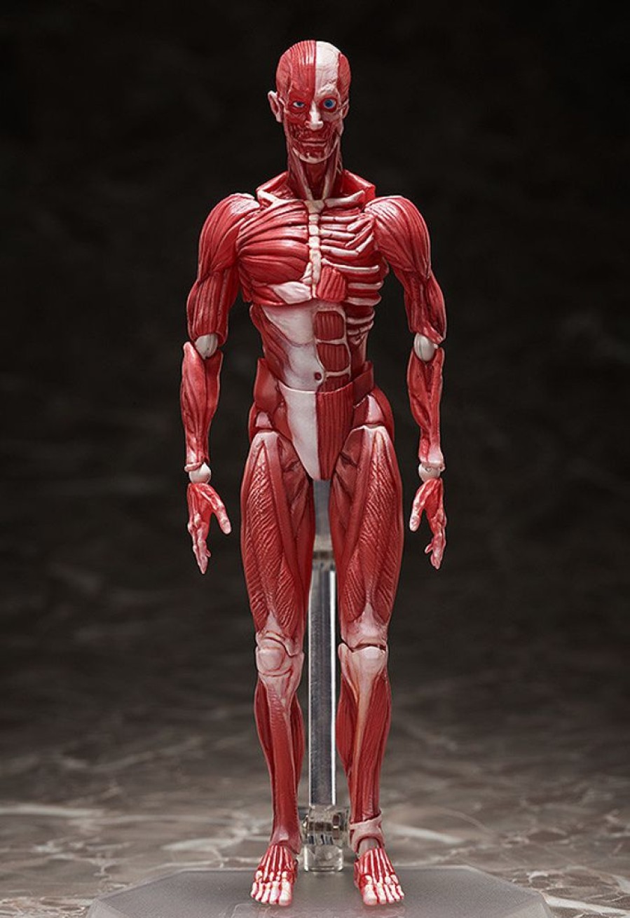 Figma Series FREEing | Figma Human Anatomical Model By Freeing - Nendoworld