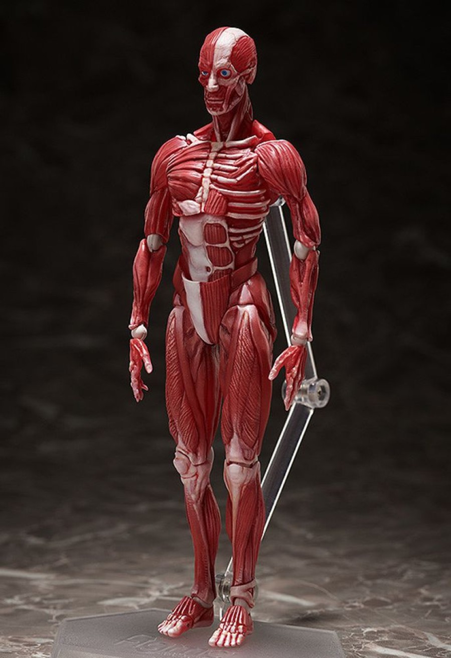 Figma Series FREEing | Figma Human Anatomical Model By Freeing - Nendoworld